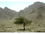 Acacia or Shittim tree at Sinai